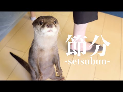 カワウソ猫猫3歳児のわっちゃわっちゃな鬼退治！ Otter Cat Cat 3-Year-Old’s Chaotic Demon-Slaying!(YouTube)