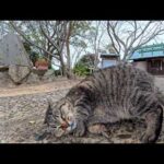 神社の階段を上った先で…静かに待っていた猫に心がほどけた瞬間(YouTube)