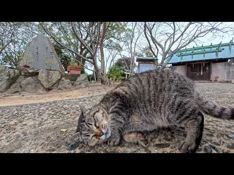 神社の階段を上った先で…静かに待っていた猫に心がほどけた瞬間(YouTube)