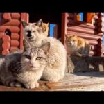 猫島の猫ハウスを覗いたら…まさかのコタツ完備！猫たちの冬支度が尊すぎた🐱(YouTube)
