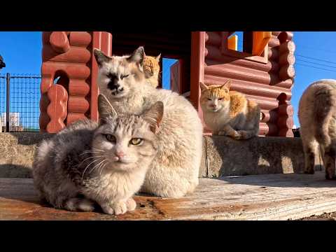 猫島の猫ハウスを覗いたら…まさかのコタツ完備！猫たちの冬支度が尊すぎた🐱(YouTube)