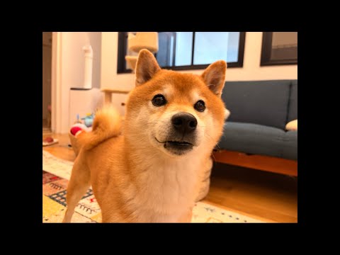 子猫くまきちなど最近のことについて(YouTube)