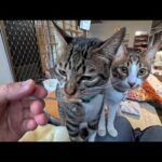 【猫旅館】朝8時、1階ロビーで始まる幸せすぎる朝のちゅーる会😺(YouTube)