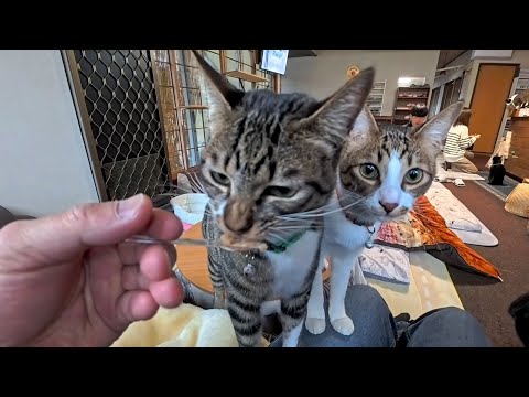 【猫旅館】朝8時、1階ロビーで始まる幸せすぎる朝のちゅーる会😺(YouTube)