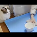 入念に水かきの練習をする猫(YouTube)