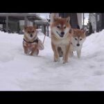 親孝行で実家の柴犬と散歩した結果…雪道で思わぬ事態に(YouTube)
