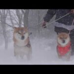 ヤバすぎる吹雪‥ママと柴犬の姿が消えました。。(YouTube)