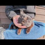 黒猫とハチワレ猫をひざの上で相席させようとしたら失敗した(YouTube)