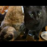 キュウちゃん少し良いかな ママさん頑張る3日目(YouTube)