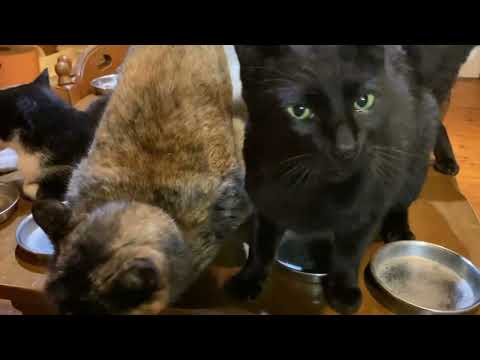 キュウちゃん少し良いかな ママさん頑張る3日目(YouTube)