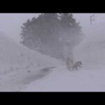 【青森】最近の散歩がサバイバルで、ヤバい。(YouTube)