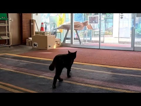 【猫ホテル】今日も異常なし？外回りパトロールに出かける頼もしすぎる黒猫ちゃん(YouTube)