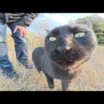 河原を散歩していたら、黒猫兄弟に「遊ぼう！」と誘われた(YouTube)