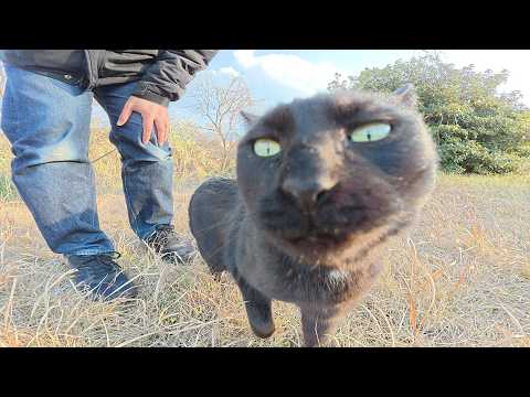河原を散歩していたら、黒猫兄弟に「遊ぼう！」と誘われた(YouTube)