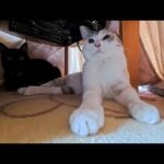 猫旅館は連泊が正解！昼はロビーのコタツでくつろぐ猫たちと癒し時間(YouTube)