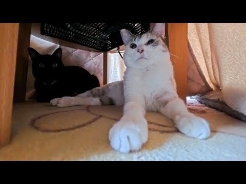 猫旅館は連泊が正解！昼はロビーのコタツでくつろぐ猫たちと癒し時間(YouTube)