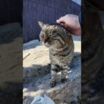 顔デカいキジトラ猫ちゃんと小顔の白猫ちゃん(YouTube)