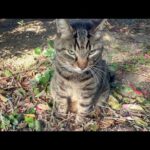 平然とした顔で足を負傷して帰って来る猫(YouTube)