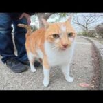 鼻息をあらげながらコテンと寝転がる茶シロ猫ちゃん(YouTube)