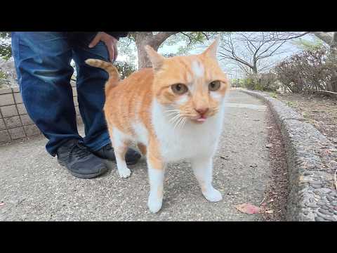 鼻息をあらげながらコテンと寝転がる茶シロ猫ちゃん(YouTube)