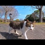 公園に行ったら…猫がまっすぐこっちに歩いてきた瞬間が尊すぎた🐱(YouTube)