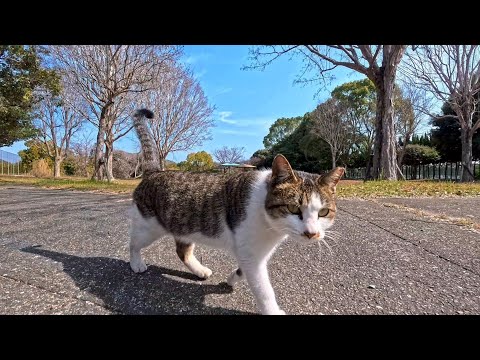 公園に行ったら…猫がまっすぐこっちに歩いてきた瞬間が尊すぎた🐱(YouTube)