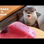 カワウソに巨大マグロをあげたら喜び爆発した！　Otters Super Excited for Giant Tuna!(YouTube)