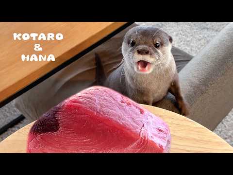 カワウソに巨大マグロをあげたら喜び爆発した！　Otters Super Excited for Giant Tuna!(YouTube)
