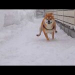 大雪から解放された柴犬の可愛すぎる瞬間が、これ。(YouTube)