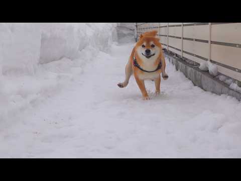大雪から解放された柴犬の可愛すぎる瞬間が、これ。(YouTube)