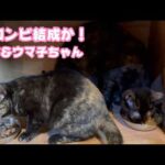 新コンビ結成か？  小梅＆ウマ子ちゃん  2026 02 17 1(YouTube)