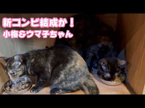 新コンビ結成か？  小梅＆ウマ子ちゃん  2026 02 17 1(YouTube)