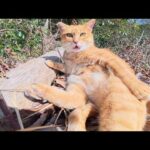 人懐っこい茶トラ猫の兄弟がお腹を丸出しにして甘えてきた(YouTube)