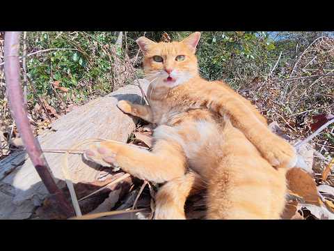 人懐っこい茶トラ猫の兄弟がお腹を丸出しにして甘えてきた(YouTube)