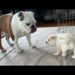 生後1ヵ月の子犬が、初対面でまるこに挑戦を挑んだ結果…(YouTube)