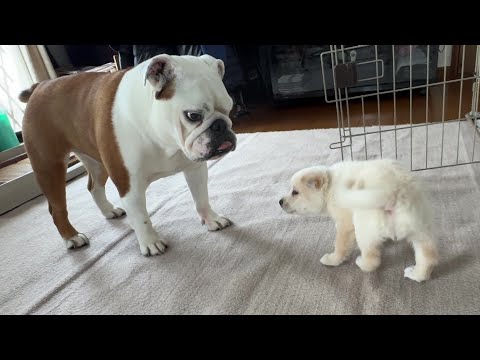 生後1ヵ月の子犬が、初対面でまるこに挑戦を挑んだ結果…(YouTube)