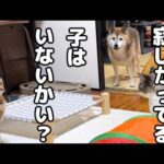 寂しがっている猫がいないかと心配する優しい柴犬の行動は愛に溢れています(YouTube)