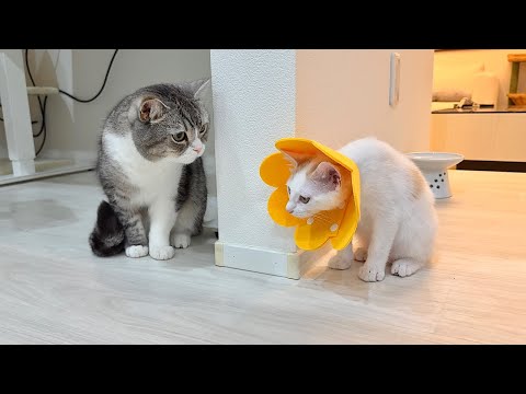 新入り子猫がエリザベスカラーを付けたら別人と見間違えられてこうなっちゃいました…(YouTube)