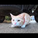 【今週の感動猫動画 2026/2/4w】今週撮った未公開猫動画まとめて公開-unreleased video of this week(YouTube)