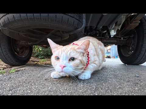 【今週の感動猫動画 2026/2/4w】今週撮った未公開猫動画まとめて公開-unreleased video of this week(YouTube)