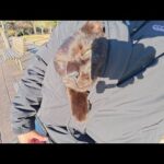 服にもぐりこんできてスヤスヤとお昼寝する黒猫ちゃん(YouTube)