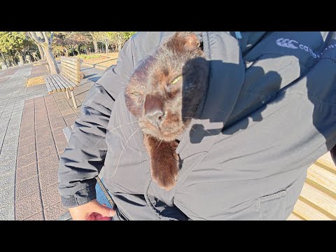 服にもぐりこんできてスヤスヤとお昼寝する黒猫ちゃん(YouTube)