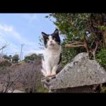丘の上にある小さな祠で元気な子猫たちに出会った(YouTube)