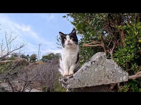丘の上にある小さな祠で元気な子猫たちに出会った(YouTube)