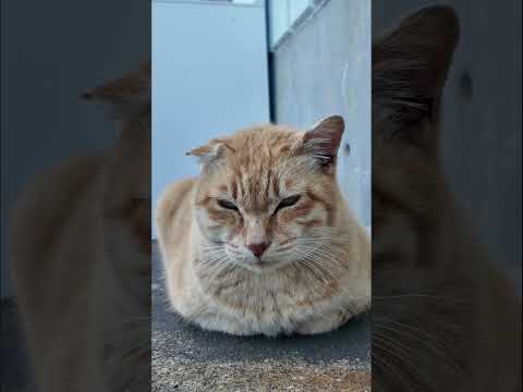 漁港の茶トラ猫ちゃん(YouTube)