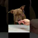 鶏ガラを一生懸命かじるピットブルが可愛すぎる(YouTube)
