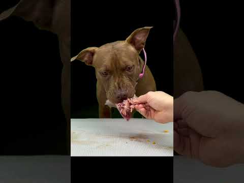 鶏ガラを一生懸命かじるピットブルが可愛すぎる(YouTube)