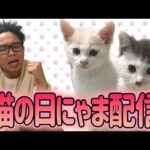 サンシャイン池崎猫の日チャリティーにゃま配信！(YouTube)