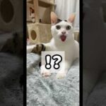 豪快に舌出しするチロさんw #shorts(YouTube)