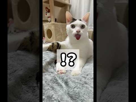 豪快に舌出しするチロさんw #shorts(YouTube)